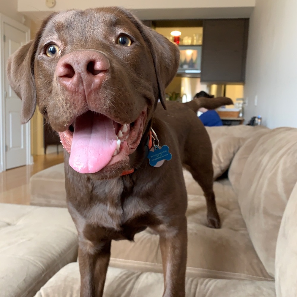 Meet your Posher, Jake